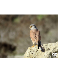 گونه دلیجه Common Kestrel